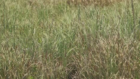 green sea grass moves in a strong wind