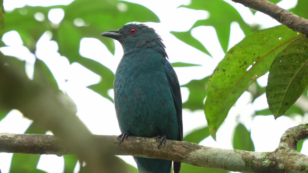 숲 한가운데 나무 가지에 앉아서 주변을 호기심 있게 돌아다니는 야생의 암 아시아 요정 파란새의 근접 촬영
