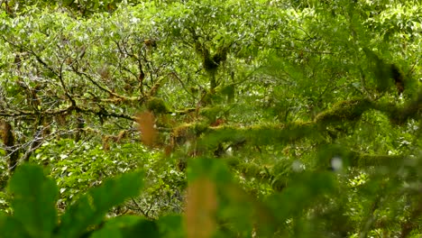 Dosel-De-árboles-En-La-Espesa-Selva