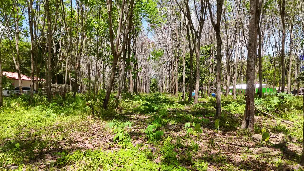 una escena tranquila de una plantación de caucho en phuket, tailandia, con exuberante vegetación y la luz del sol filtrando a través de los árboles