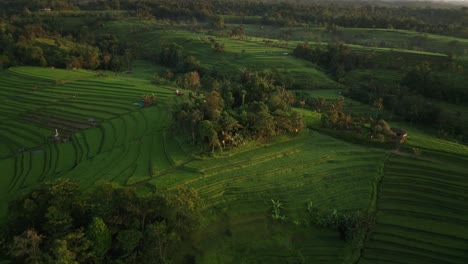 rural bali with green rice fields with terrace levels during sunrise, jatiluwih