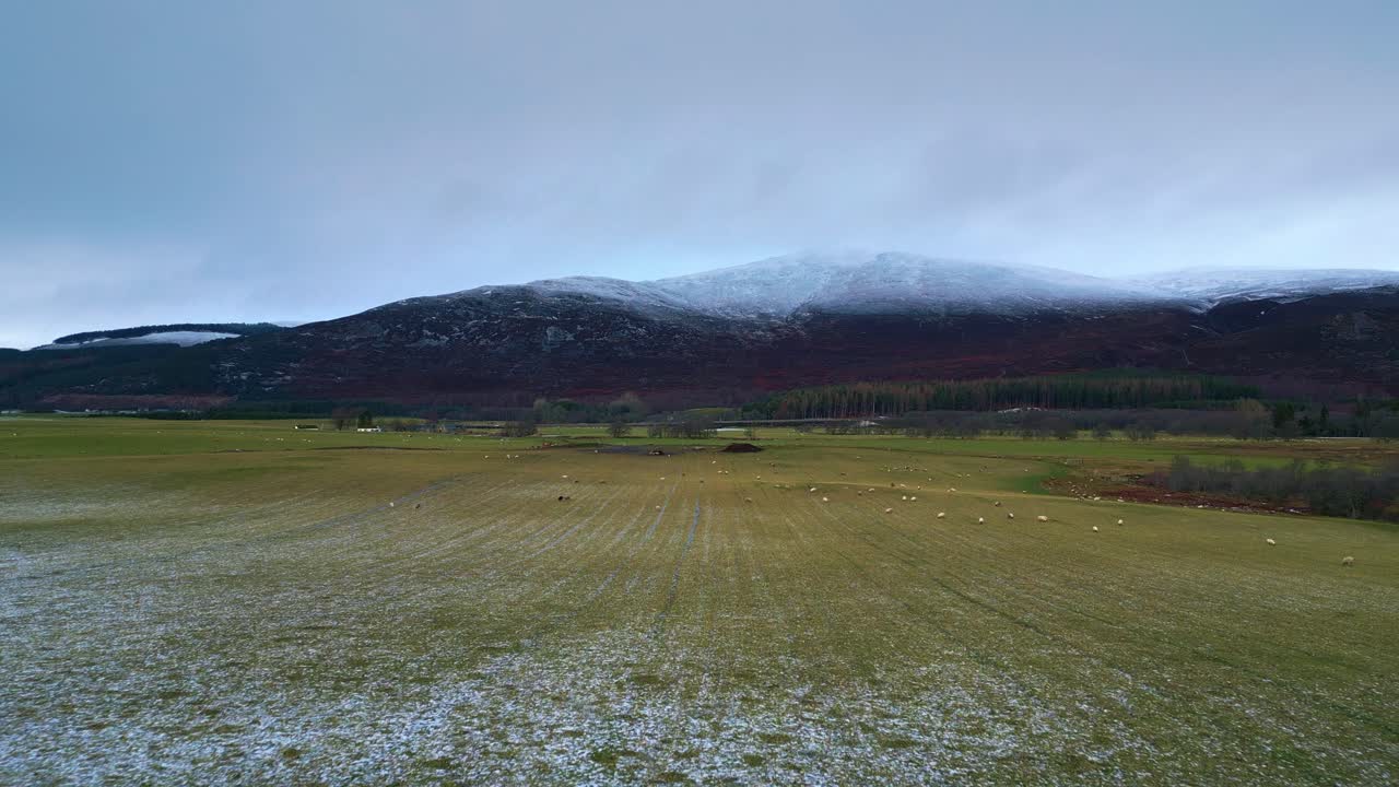 스코틀랜드 고원 에서 양 들 이 먹고 있는 넓은 얼어붙은 들판 을 가로질러