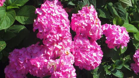 vibrant and beautiful pink hydrangea flowers on a sunny summer day, medium close up shot