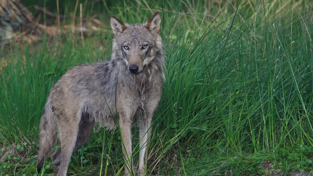 close up de un wold de pie en la orilla de un pequeño río a la sombra de un valle del bosque en un día de verano después de haber regresado a los países bajos después de una ausencia de 140 años, cámara lenta