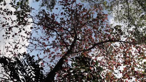 un árbol con hojas anaranjadas y verdes que fluye con una suave brisa