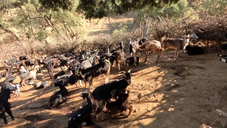 The-picturesque-charm-of-colorful-goats-in-the-barn,-a-delightful-sight-showcasing-the-vivid-beauty-of-farm-life