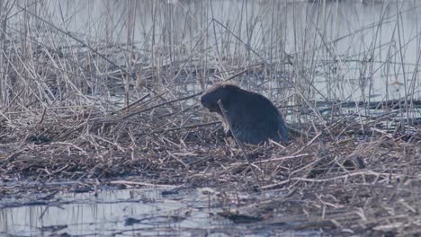 Wild-beaver-swimming-in-lake-and-making-splashes