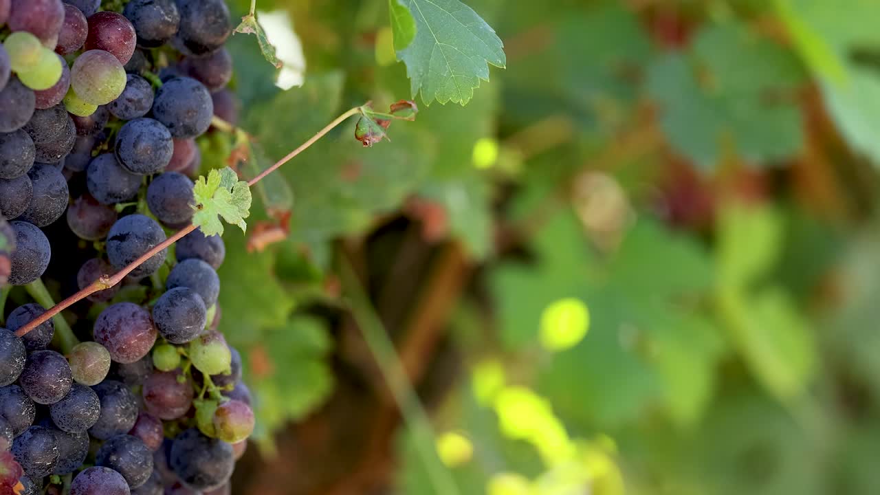 primer plano de las uvas maduras en la vid