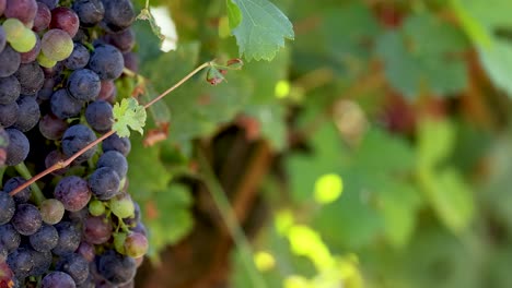 close-up of ripe grapes on the vine