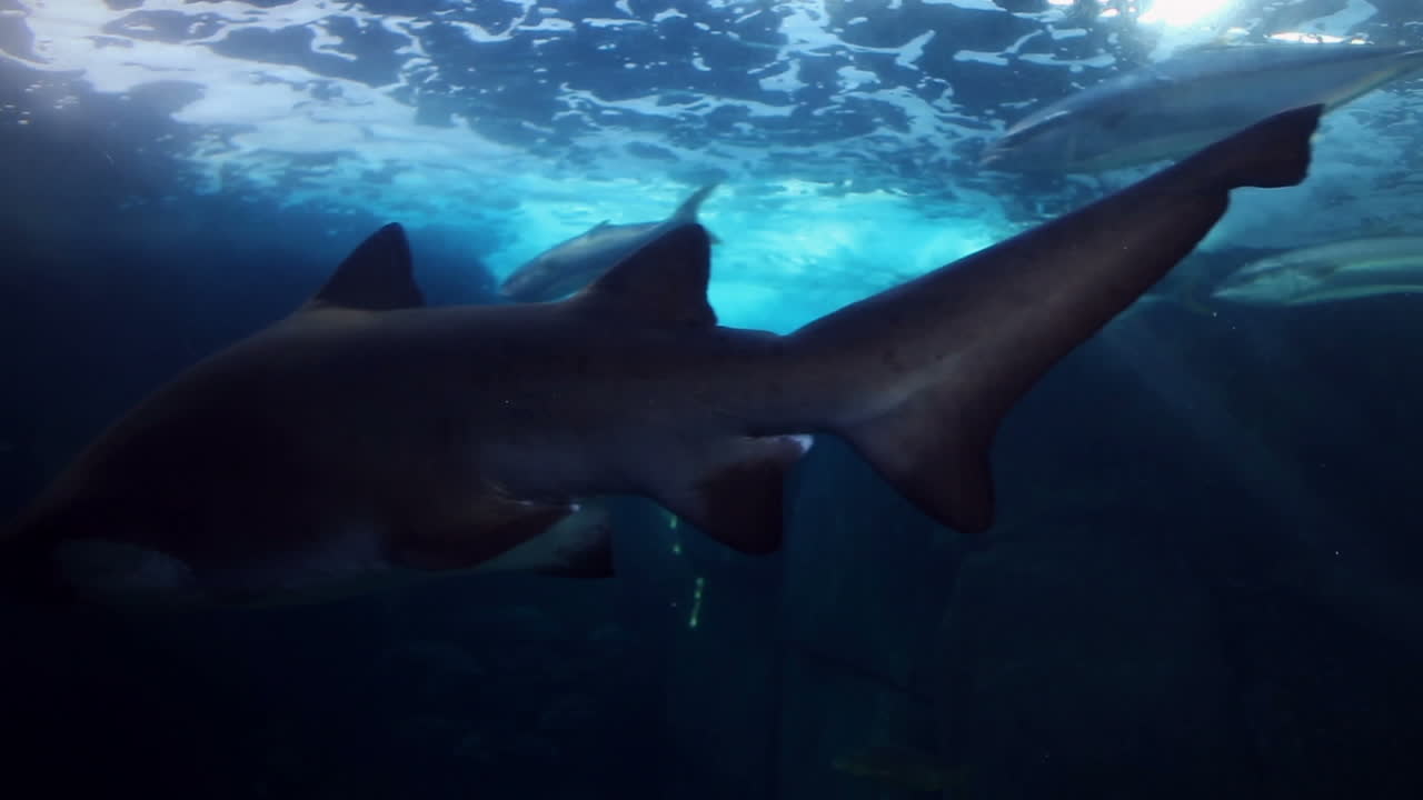 tiburón nadando en el tanque de peces