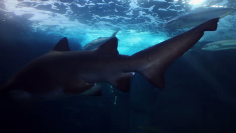 tiburón nadando en el tanque de peces