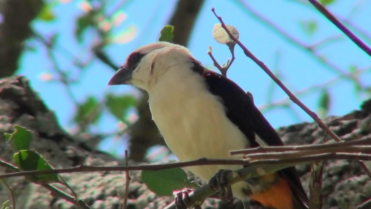 하얀 머리 위버가 나무에 앉아 주위를 둘러보고 있다