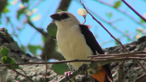 a white headed weaver sits in a tree looking around