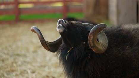 black ram with large horns