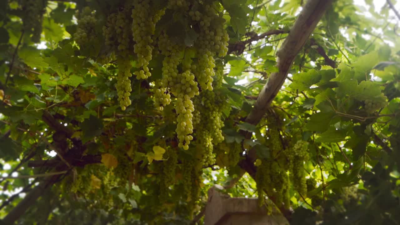 손은 트레일리스, 넓은 각에서 매달려 있는 녹색 포도  ⁇ 어리를  ⁇ 기 위해 손을  ⁇ 습니다.