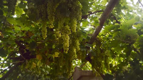 Hand-reaches-up-to-brush-against-bunch-of-green-grapes-hanging-from-trellis,-wide-angle