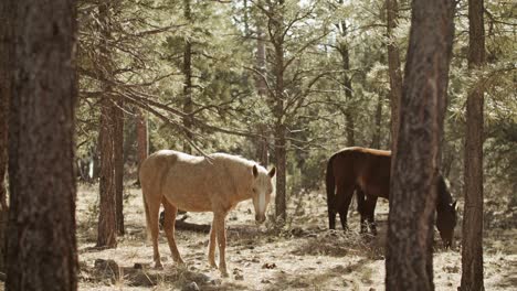 Caballos-Salvajes-Pastando-En-El-Parque-Nacional-Del-Gran-Cañón-En-Arizona-Con-Tiro-Medio-Inclinado-Hacia-Abajo