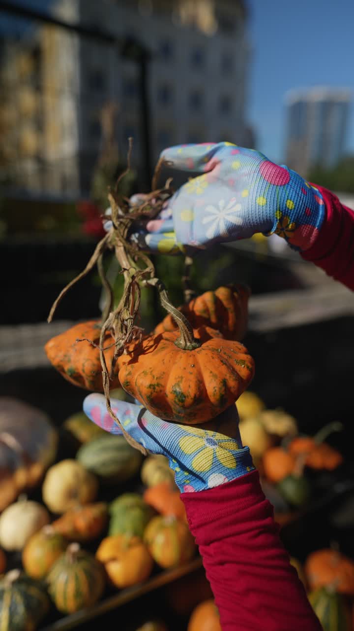 persona que sostiene un racimo de pequeñas calabazas naranjas
