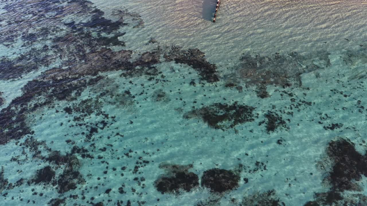 Drone pulls back from sandy beach over clear water, revealing seaweed beds and coastal vegetation