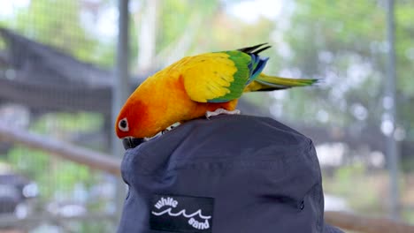 parrot interacting with a hat in bangkok