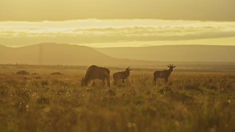 Zeitlupe-Der-Afrikanischen-Tierwelt,-Gnus,-Die-Gras-In-Der-Afrikanischen-Savannenlandschaft-Grasen,-Masai-Mara-Safaritiere-In-Der-Savanne-Im-Wunderschönen-Orangefarbenen-Licht-Der-Goldenen-Stunde-In-Kenia