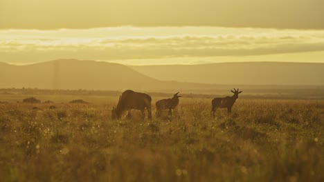 Cámara-Lenta-De-La-Vida-Silvestre-De-África,-Pasto-De-Pastoreo-De-ñus-En-El-Paisaje-De-Las-Llanuras-De-La-Sabana-Africana,-Animales-De-Safari-Masai-Mara-En-La-Sabana-En-La-Hermosa-Luz-Naranja-De-La-Hora-Dorada-En-Kenia