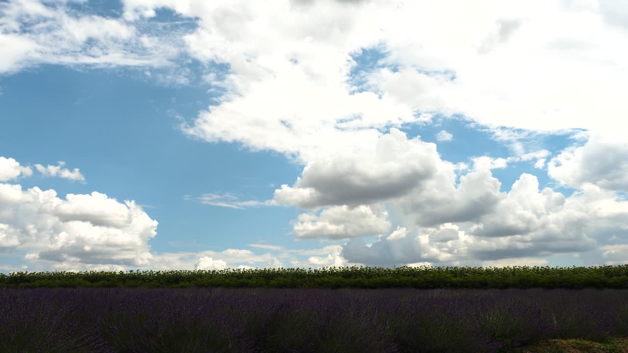 라벤더 밭과 아름다운 구름의 저속 촬영