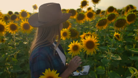 una estudiante de botánica está caminando por el campo con muchos girasoles y estudiando sus principales características tiene en las manos un girasol y escribe algunas cosas importantes en su libro electrónico.