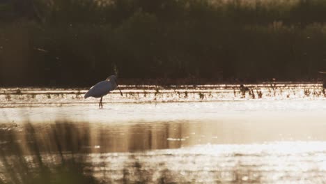 Static-shot-of-an-Eurasian-Spoonbill-standing-in-shallow-water-very-still-as-ducks-and-other-waterfowl-fly-in-the-background