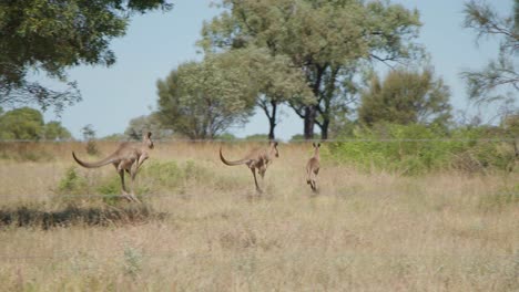 slow motion, kangaroo mob hopping away into bushland in the australian outback