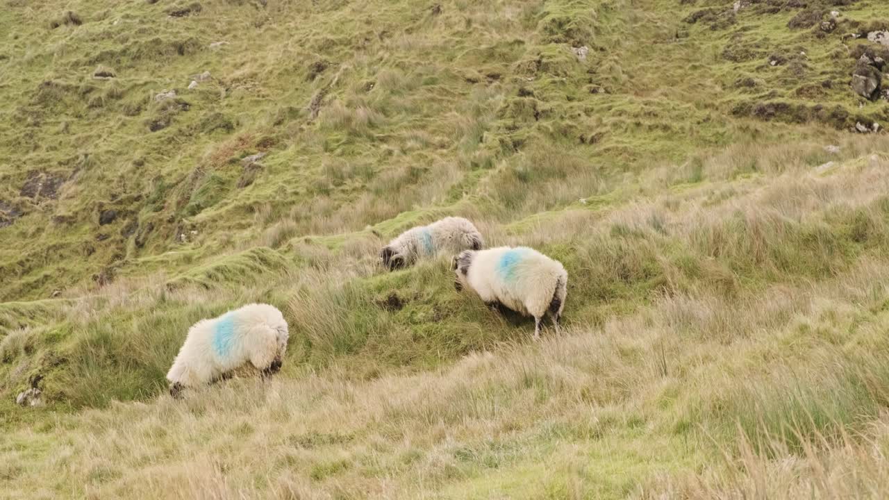 Wide shot of three sheep grazing at a hillside. Sheep got blue markings on their backs.
