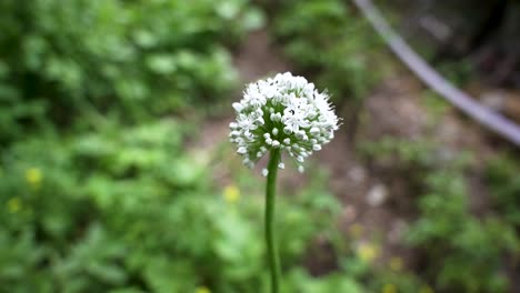eine große weiße blume einer dekorativen zwiebel, die zu beginn des sommers im garten blüht