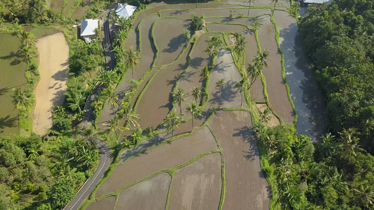 vista de pájaro de los campos de arroz en bali desde arriba a través de un dron en 4k y 30 fps
