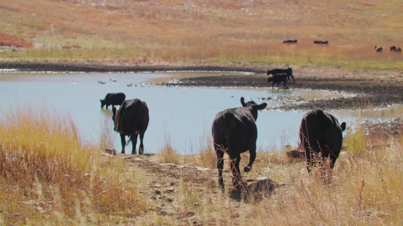 fotógrafo filmando en un rancho, fotógrafo de un rancho de ganado