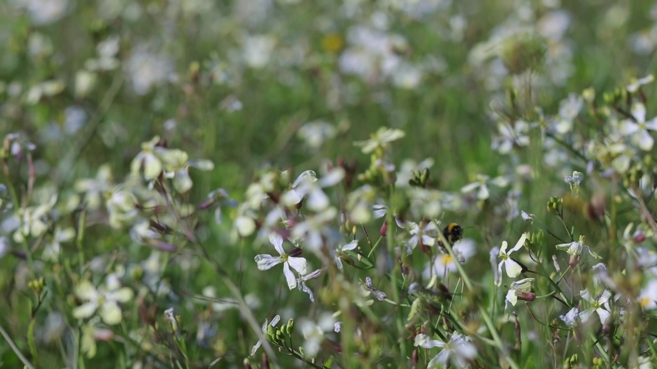Mamangaba da primavera trabalhando em um prado floral florido.