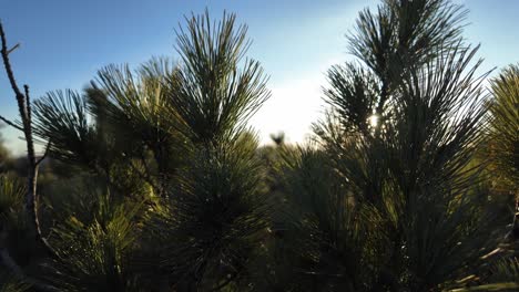 The-suns-rays-filter-through-the-branches-of-a-pine-tree,-creating-a-beautiful-play-of-light-and-shadow