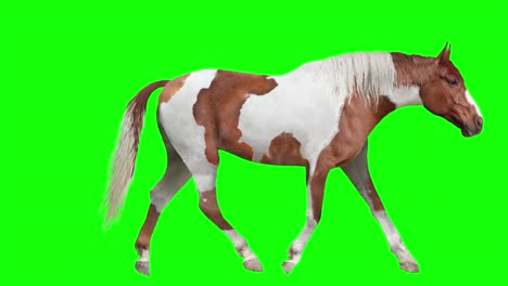 pinto horse looping gaits