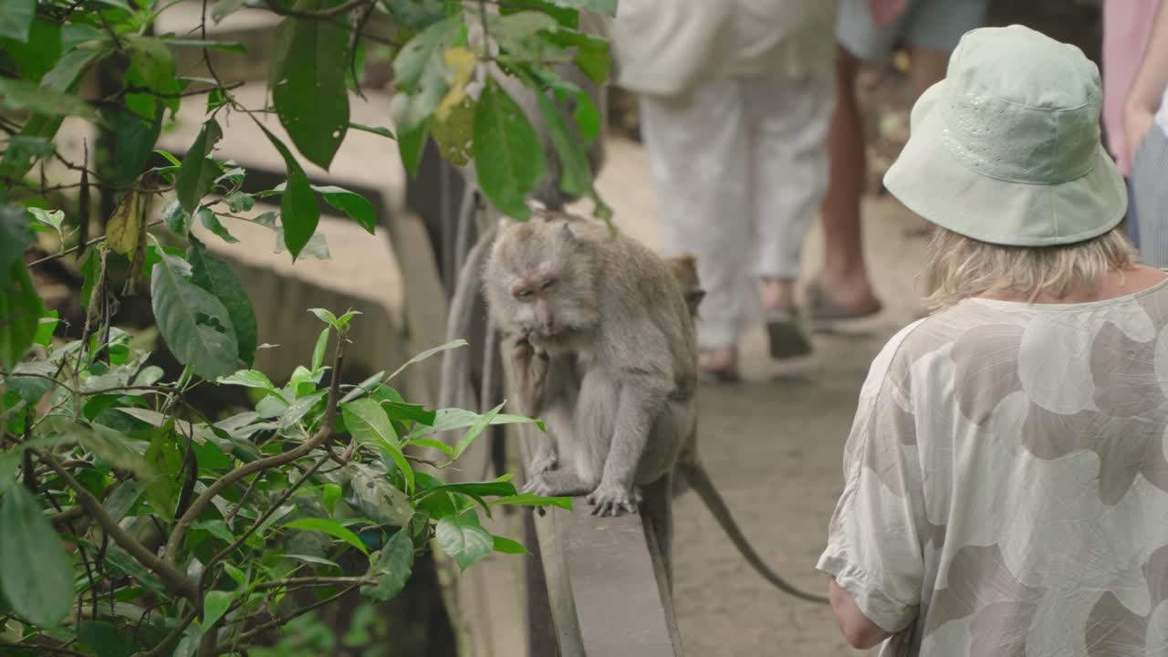 Tourist observing long tailed macaques takes photo in Monkey Forest as it scratches chest itching body and watching, dense tropical greenery and natural habitat surround the area