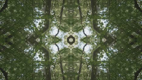 greenery kaleidoscope using forest imagery from wissahickon creek, philadelphia, #40