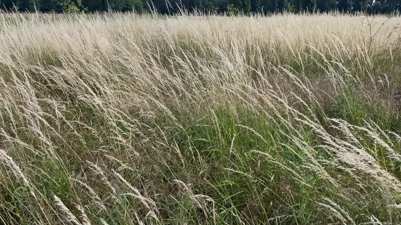 A field of yellow wild grasses sway in the wind on a warm summer’s day