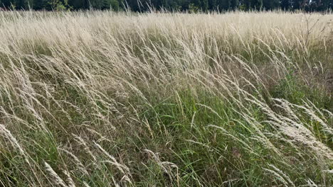 a field of yellow wild grasses sway in the wind on a warm summer’s day