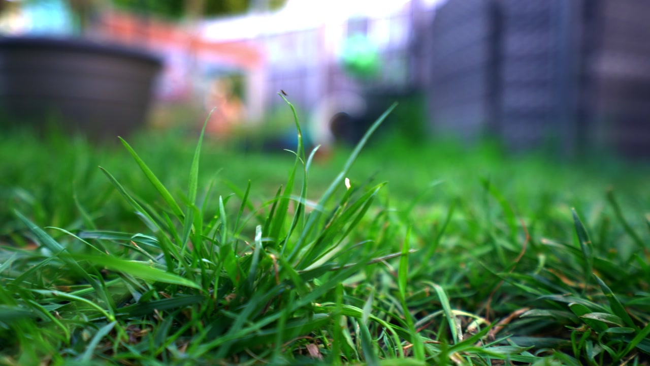 Kehidupan serangga. Pemandangan close-up rumput di taman belakang rumah yang indah ini memberikan Anda perspektif gerak lambat yang menakjubkan dari serangga yang direkam dalam 4K.