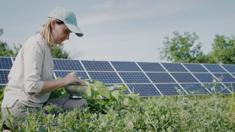 a farmer plucks pea pods, solar panels in the background. 4k video