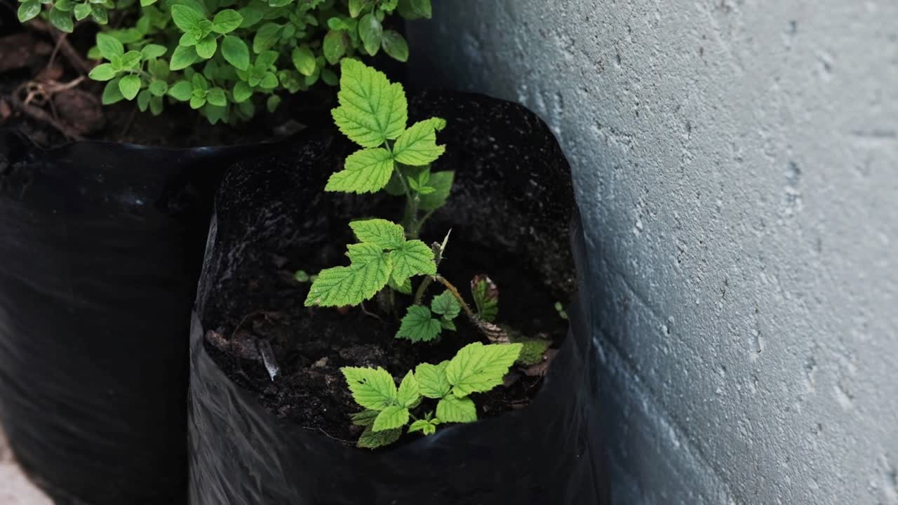 Una pianta di lampone verde che cresce in un sacco da piantagione nero