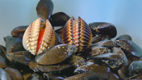 mejillones de mar recién capturados en un recipiente de plástico azul de cerca