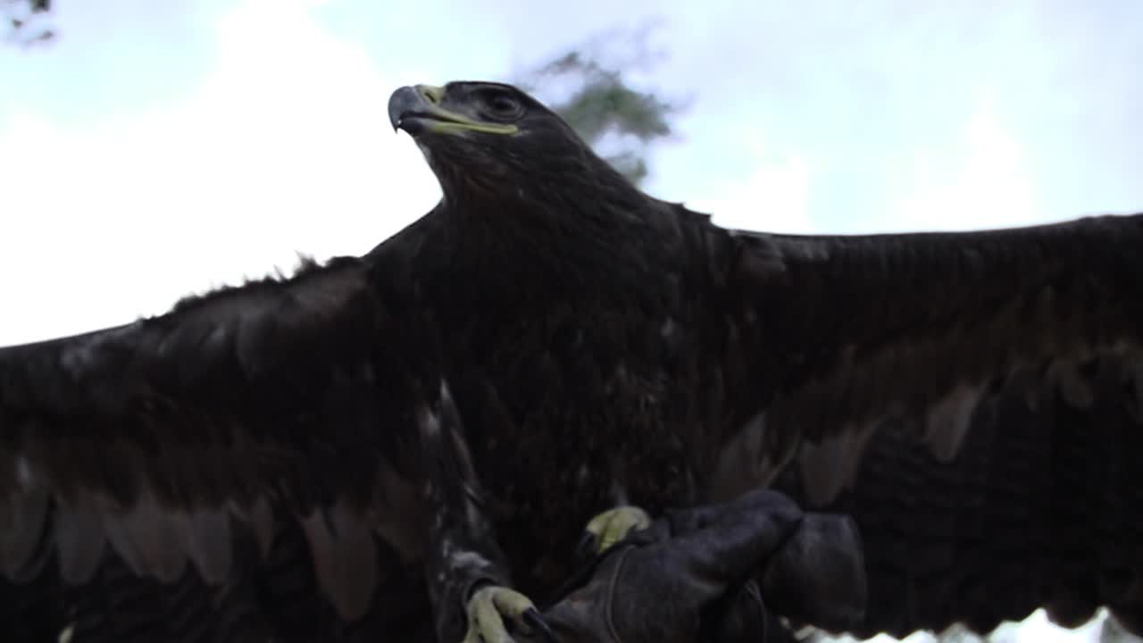 águila, halcón con alas anchas y plumas en cámara lenta comenzando a volar