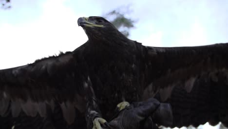 eagle, hawk with wide wings and feathers in slow motion starting to fly