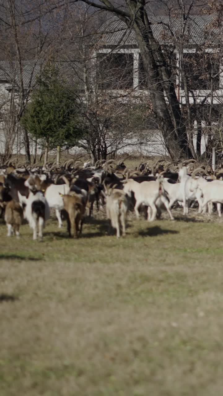 Herd of Goats Grazing in a Field