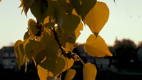 a slow motion close-up shots of some beautiful leaves taken during fall time.