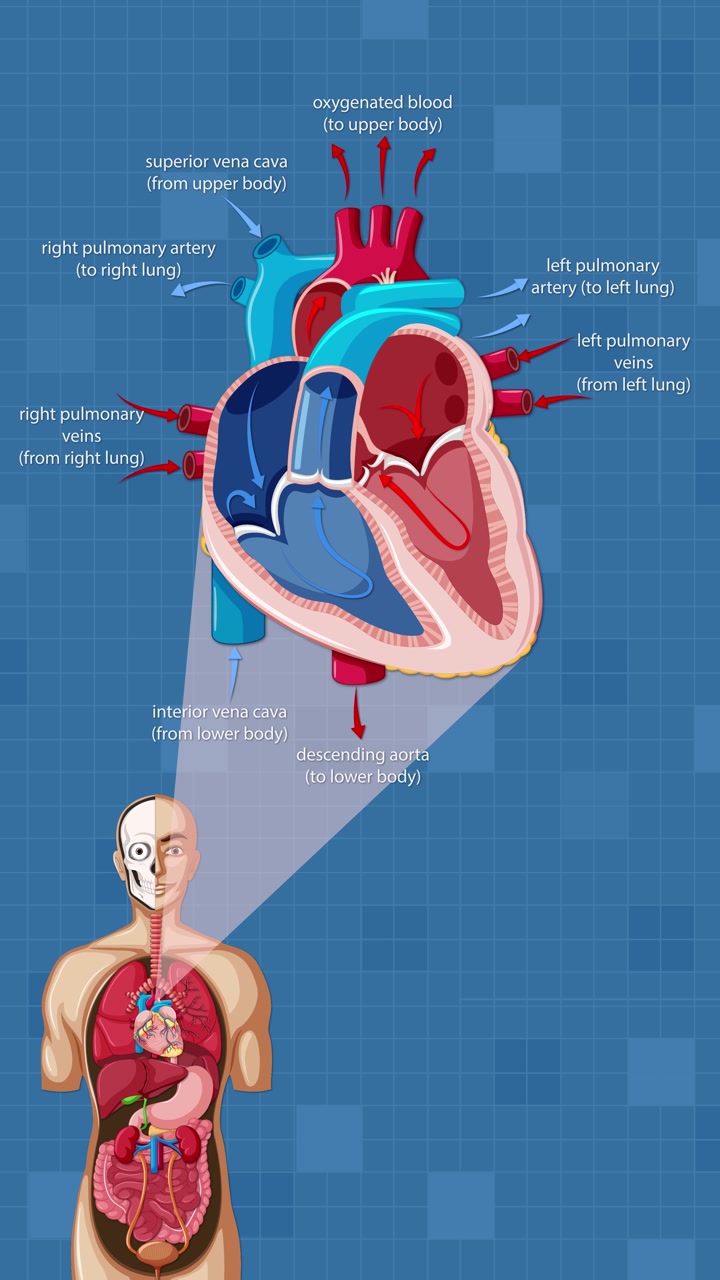 Detailed animation illustrates blood flow through the human heart ...